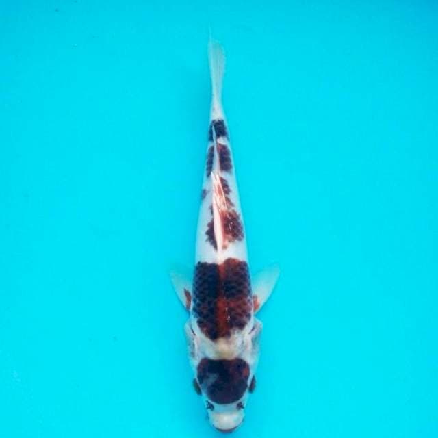 Maruten goromo