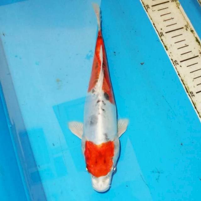 25cm HEISEI NISHIKI