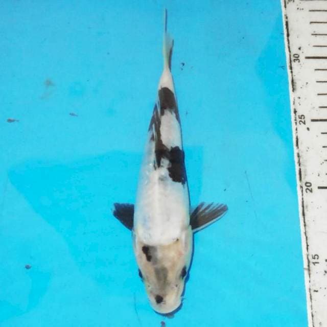23cm SHIRO DOITSU