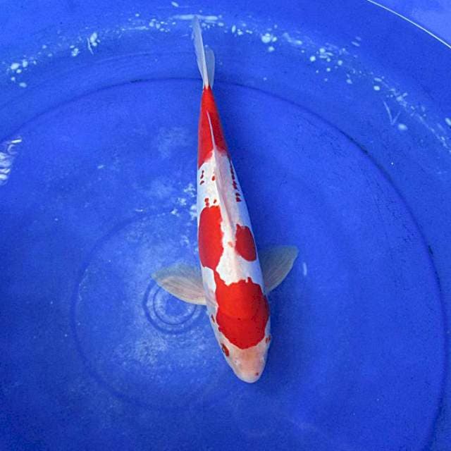 Kanoko Doitsu  merah ±30cm limited