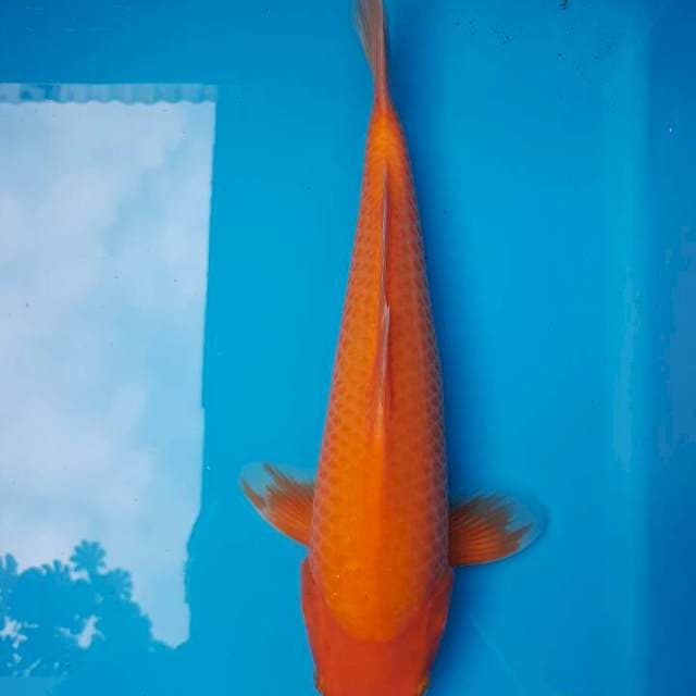 Jumbo Tosai Benigoi F1 Sakai