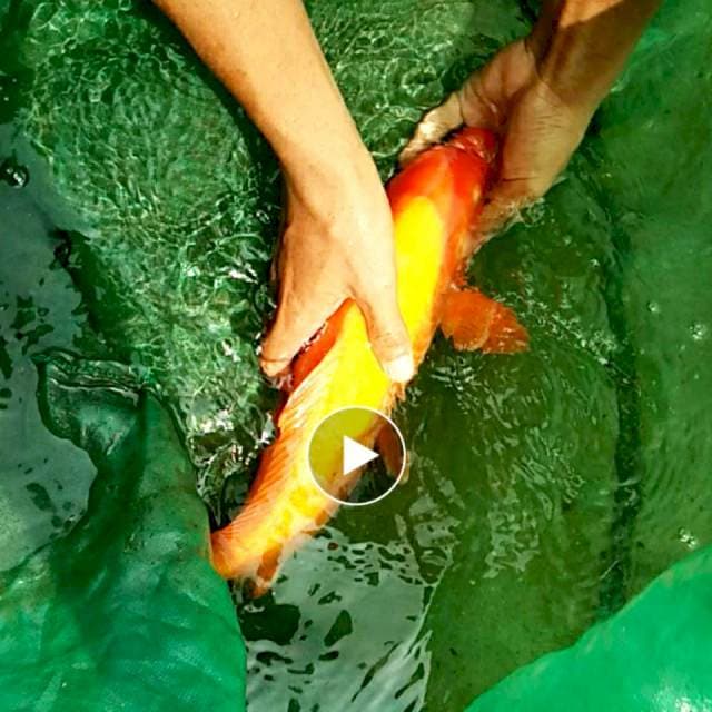 BENIGOI 45 CM MALE MERAH