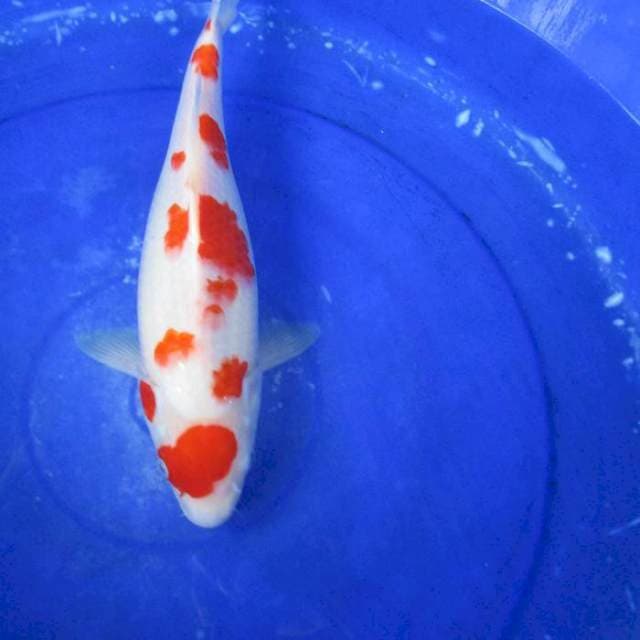 Sakura tancho kohaku ±36cm
