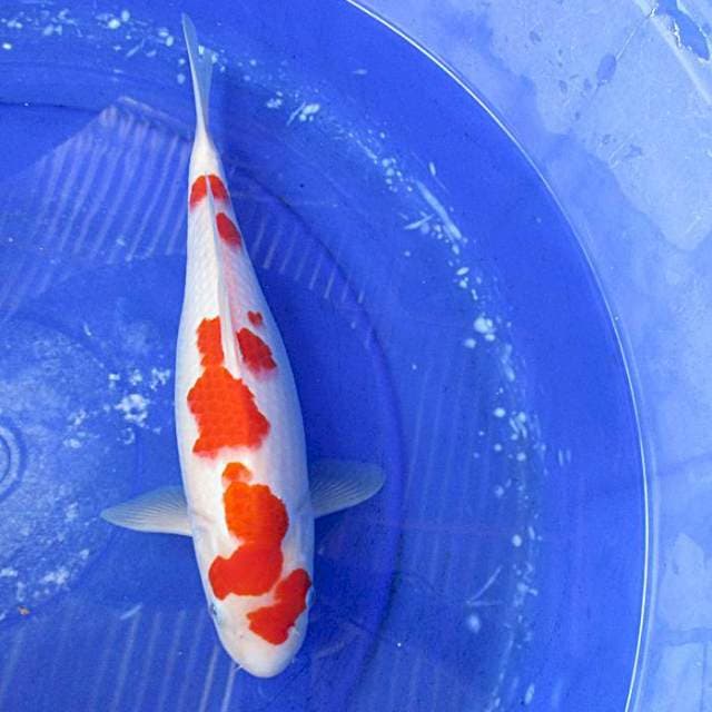 Kohaku  f1±35bu merah