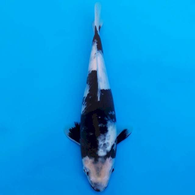Shiro utsuri 24cm