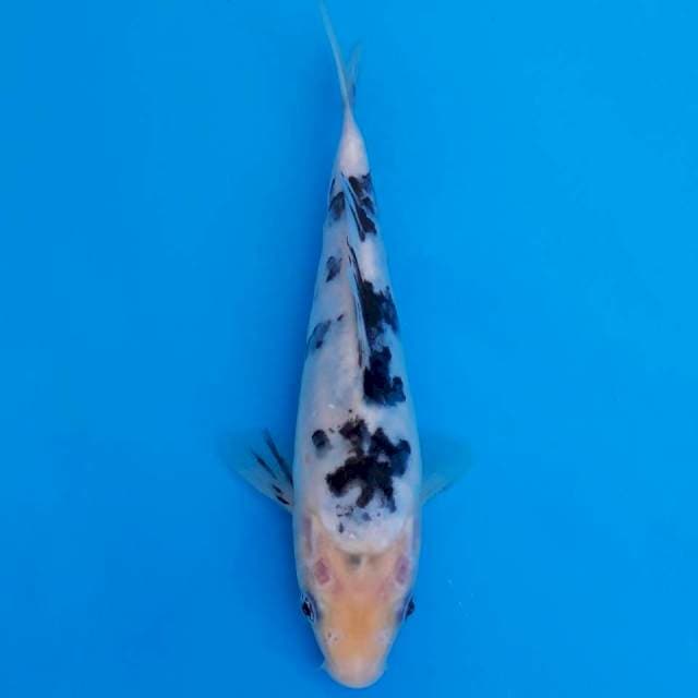 Doitsu bekko 20cm