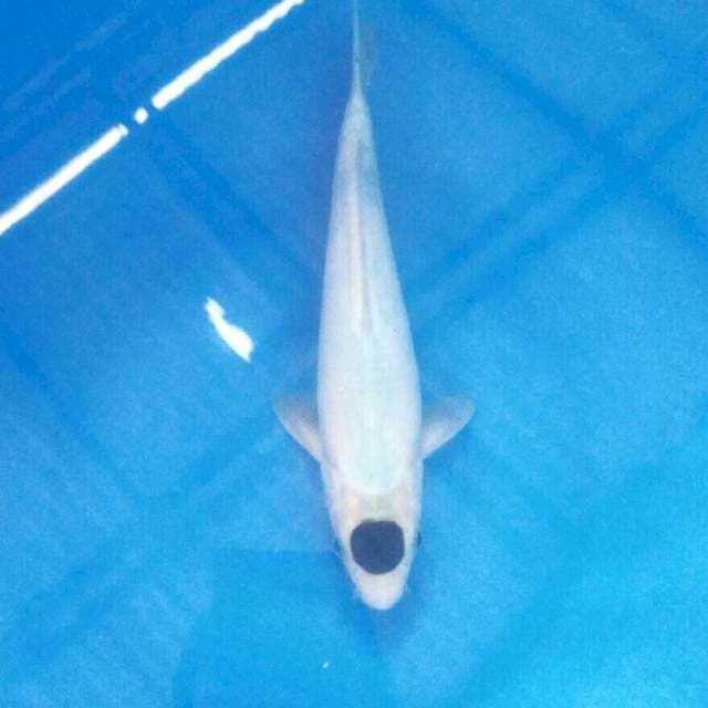 Tancho Budo Goromo, male 25 cm