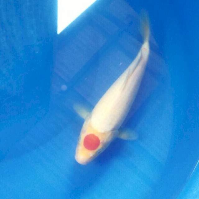 Tancho, male 27 cm
