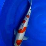 Sanke male 55cm good skin