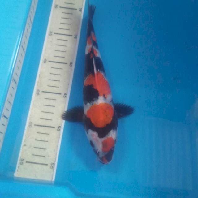 Showa, 26 cm