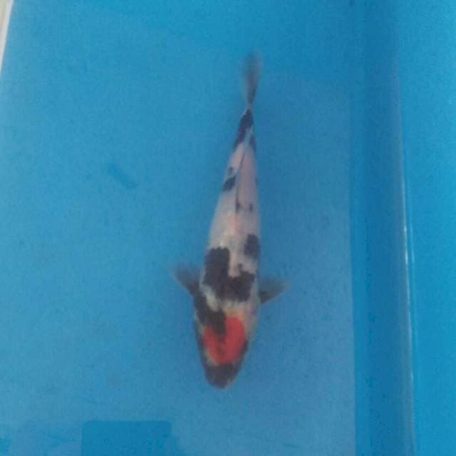 Tancho Showa, 18 cm