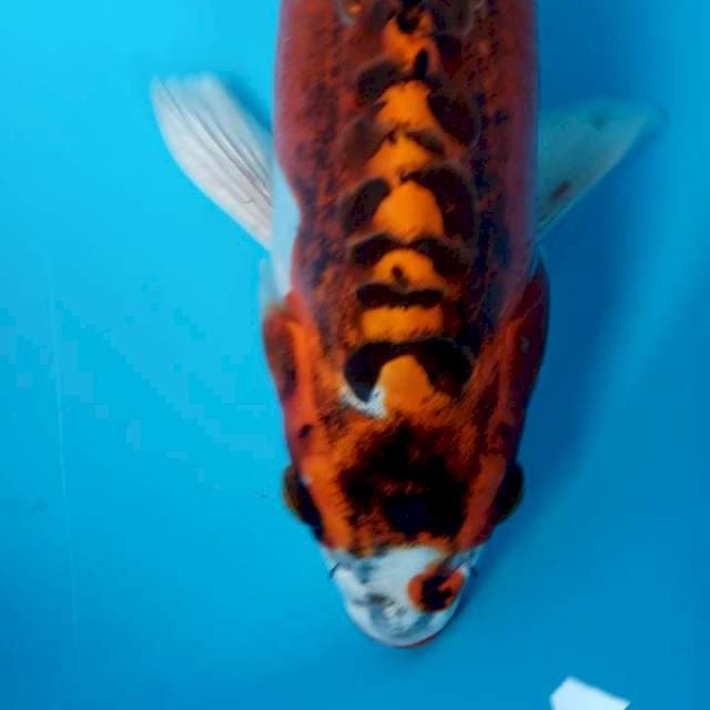 Pola padet