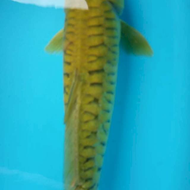 MIDORI JOSS IJO