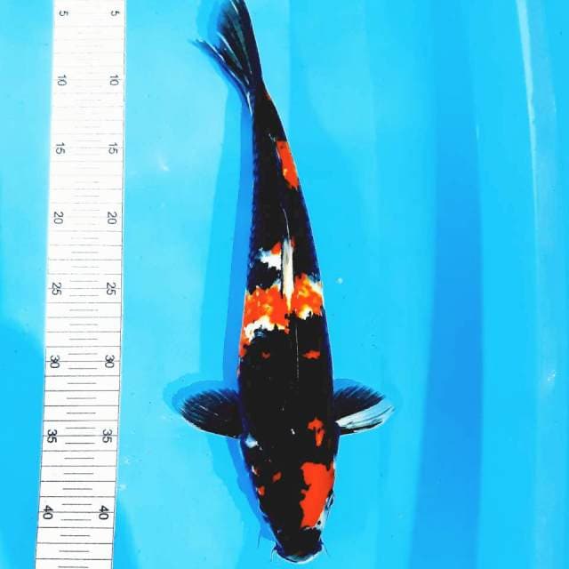 Showa 37 cm fm