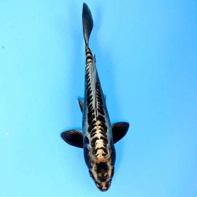 Antique 24 cm