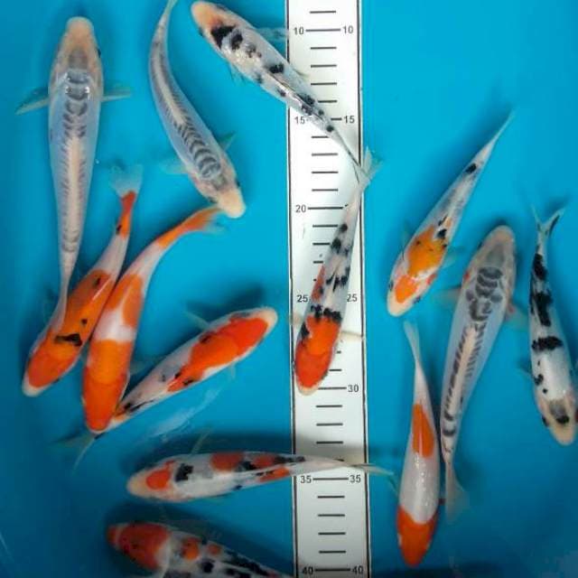 Mix 14-16cm 15ekor