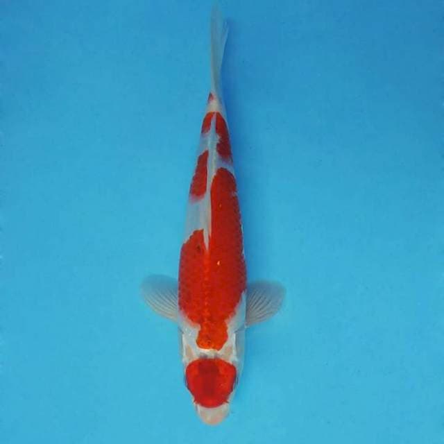 KARURA 12 - GOSHIKI EVOLUTION ®