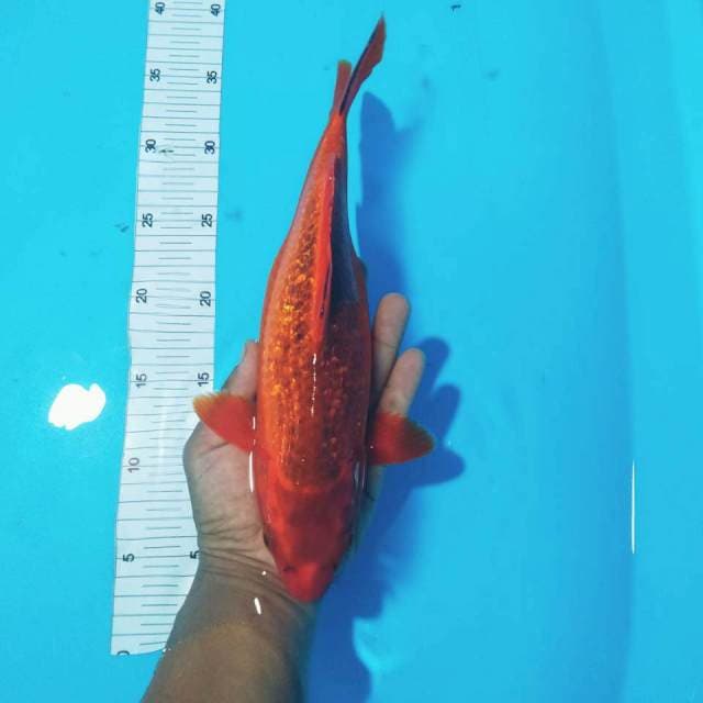 Benigoi 30 cm 