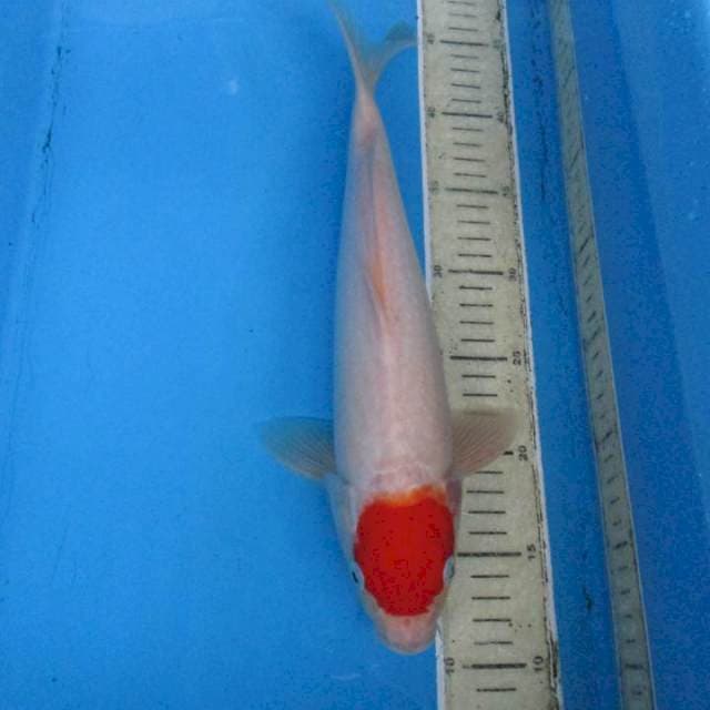 Tancokohaku35cm