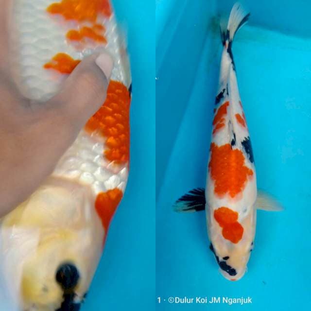Kindai 33cm