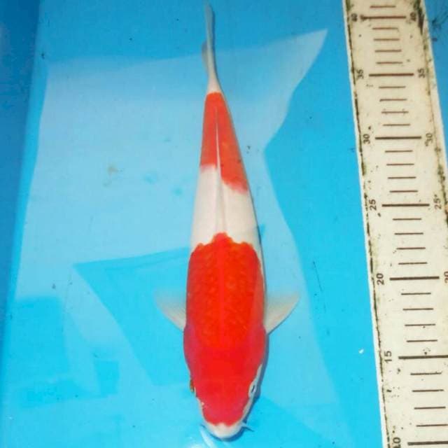 KOHAKU MERONA