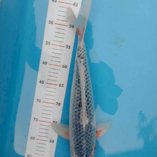 Asagi 43cm