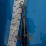Asagi 43cm