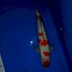 Kohaku ginrin 40cm