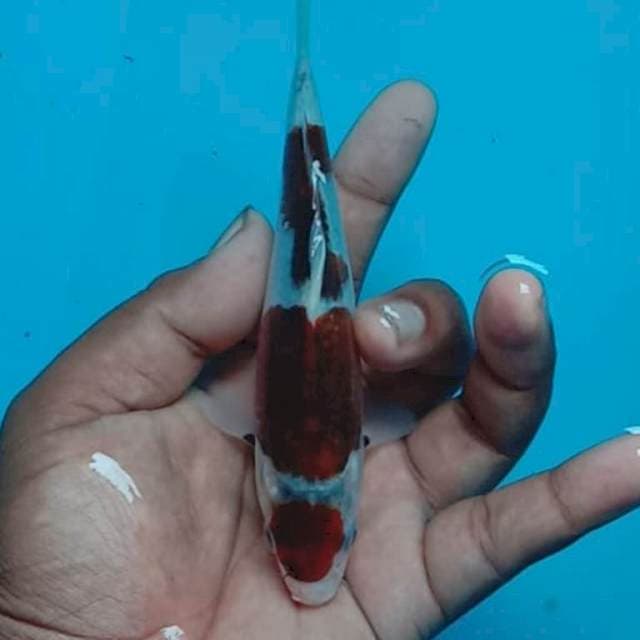 Goromo