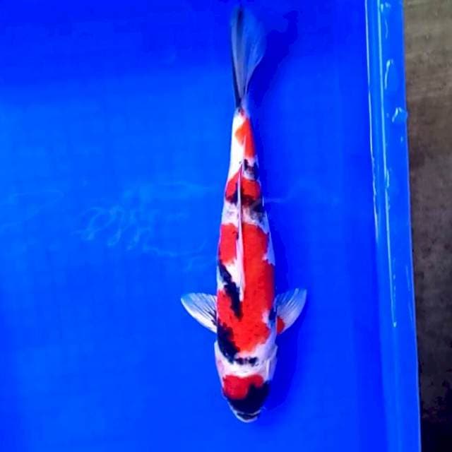 Maruten Showa # 30cm