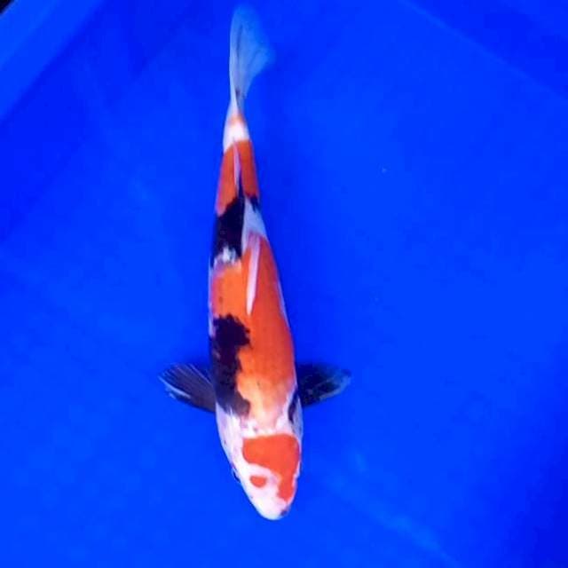 Showa # 27cm