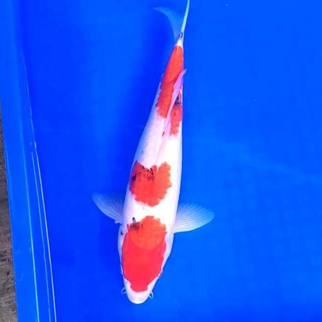 Sanke 3 step # 32cm