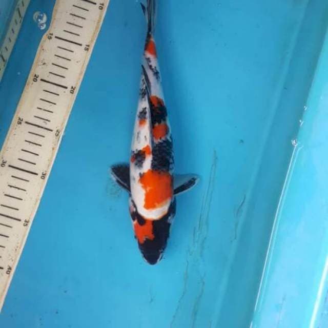 showa 32cm