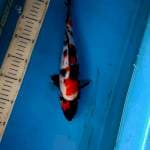 showa 32cm
