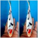tancho showa doit aragoke 25cm