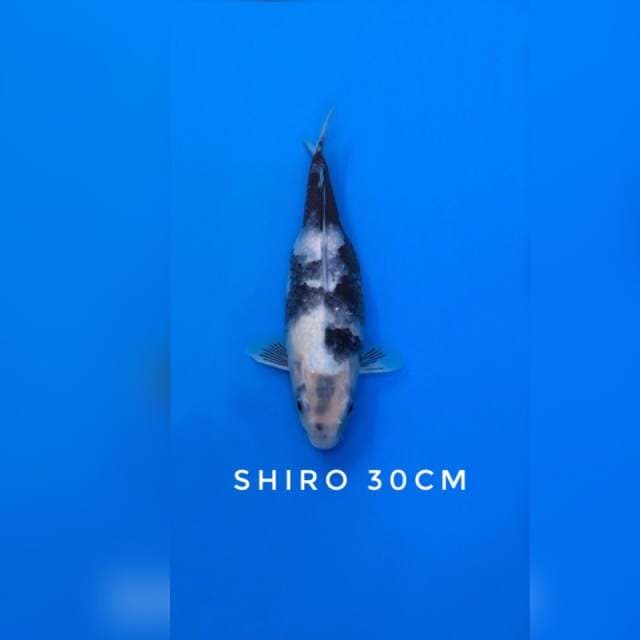 shiro utsuri