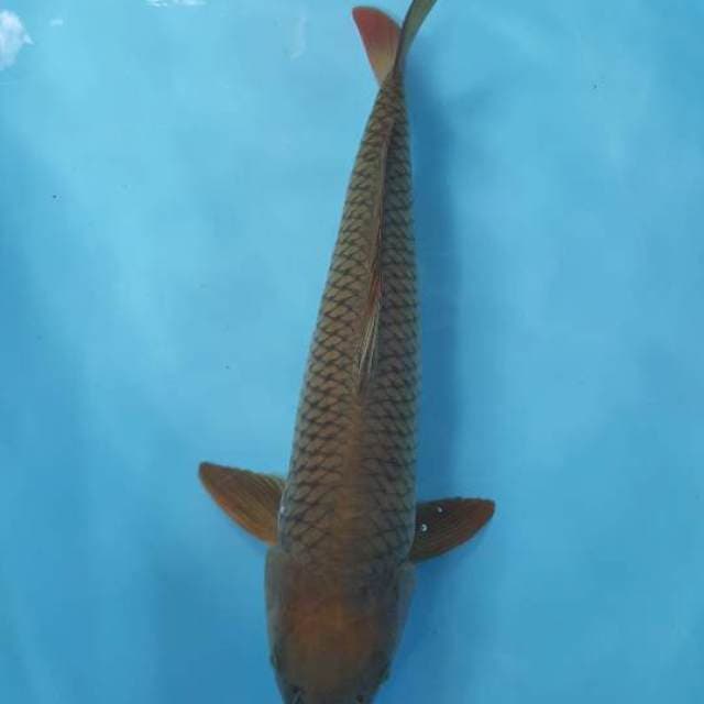 Pejinak kolam 43 cm
