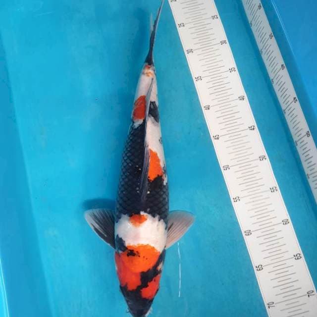 Showa Male 45cm