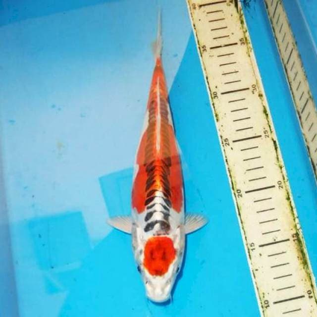 27cm KUJAKU DOITSU