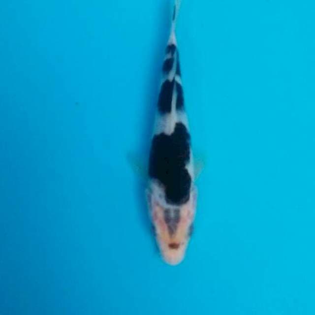 Bodo goromo 15 cm