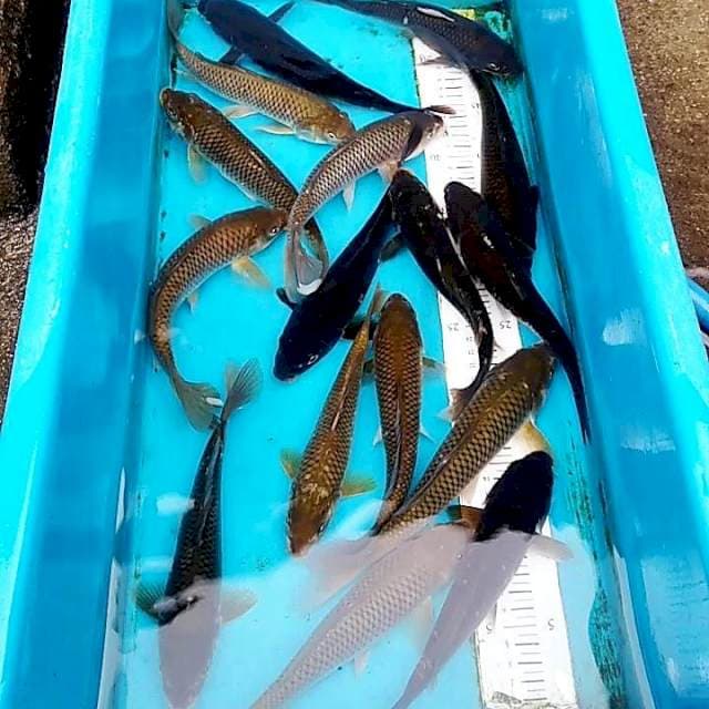 Paket chagoi 15 ekor