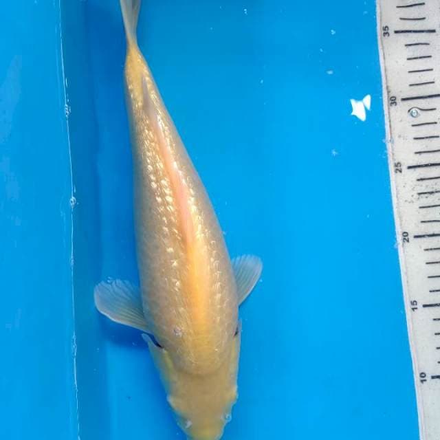 KARASI GINRIN 35 cm