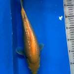 KARASI GINRIN 35 cm