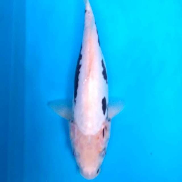 MULUZ