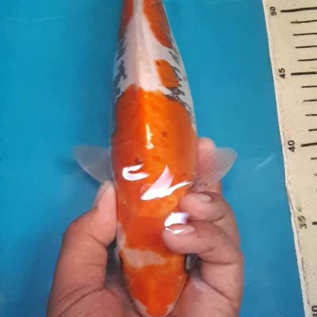 Benikumonryu 28 cm