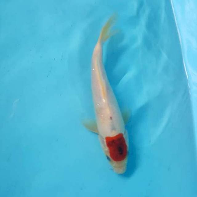 Tanco showa 25 cm
