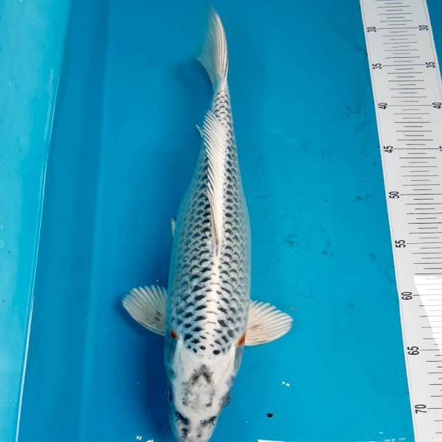 Matsuba 40 cm female 