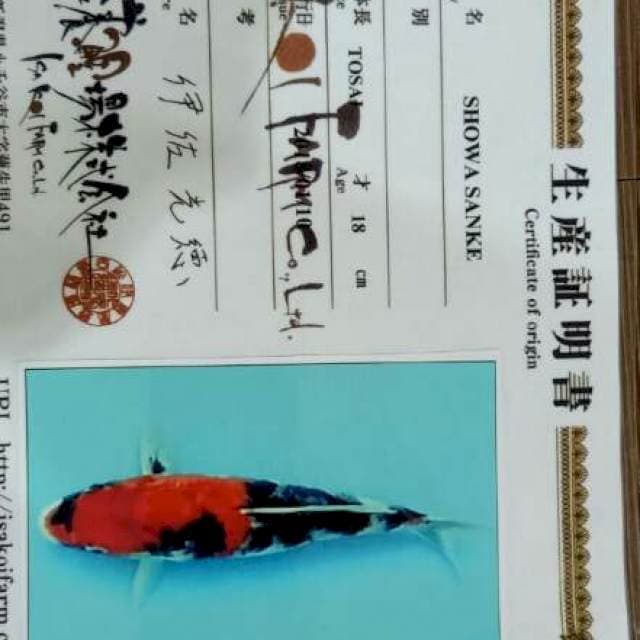 Showa Import Unique Pattern (Rare)