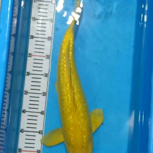 Karashi Ginrin Yellow Flash
