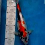Showa 38 cm bersih